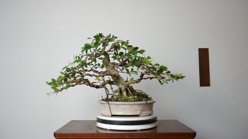 Wiring and Styling Video of Tigerbark Ficus #2