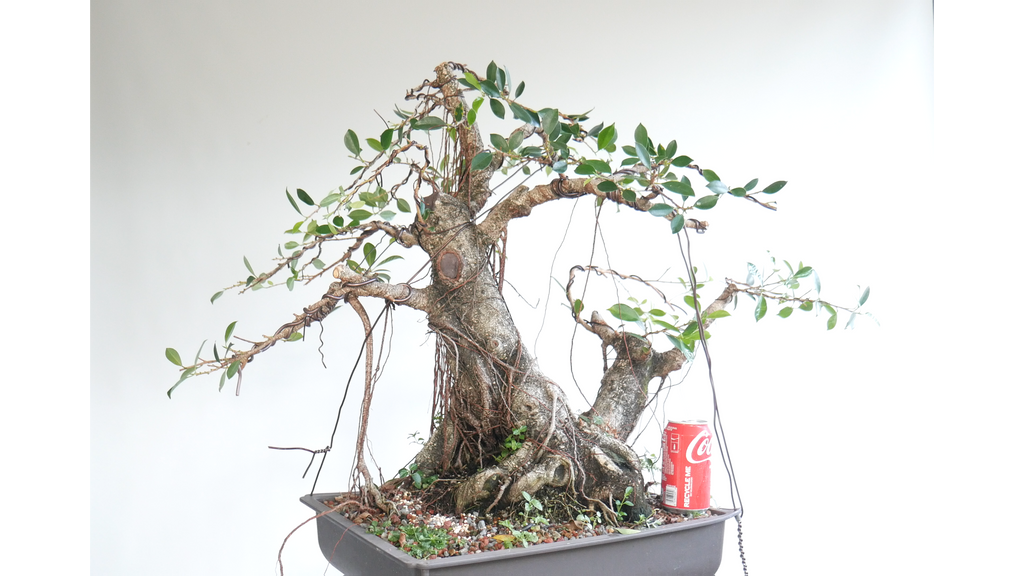 Ficus Microcarpa (and other ficus  species)