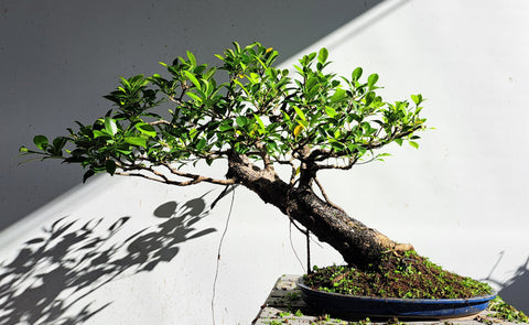 Leaning Tigerbark Ficus "Wilma" - Specimen Bonsai