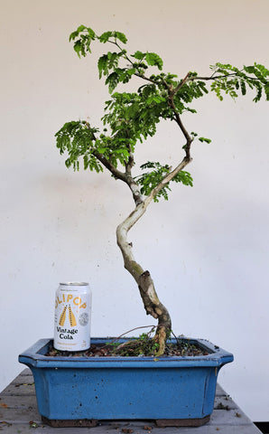 Thornless Brazilian Rain Tree - 12 inch Glazed Rectangle