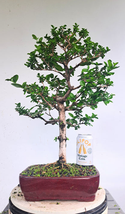 Flowering Premna Bonsai - 10 inch pot