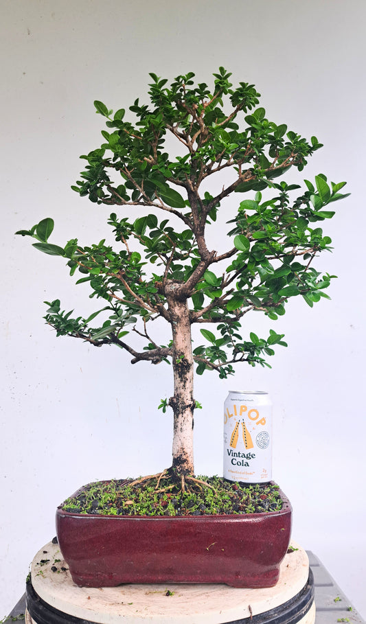 Flowering Premna Bonsai - 10 inch pot