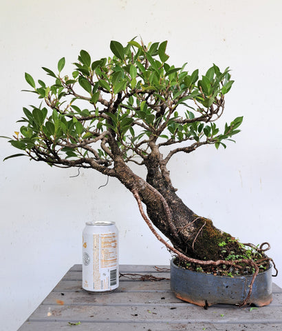 Tigerbark Ficus in BryanLovesBonsai Pot - Specimen Bonsai
