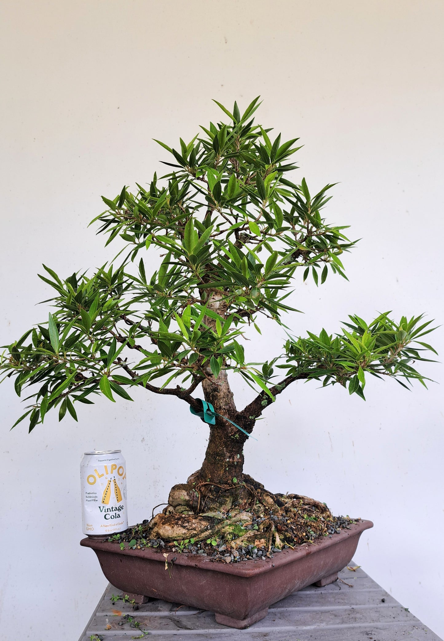 Zoom Bonsai Consultation