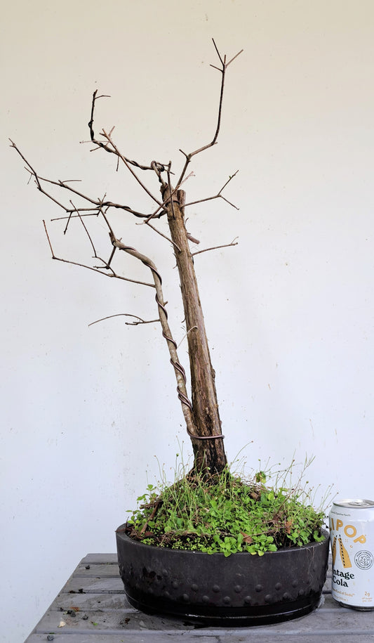 Bald Cyress Bonsai - 12 inch Mica pot