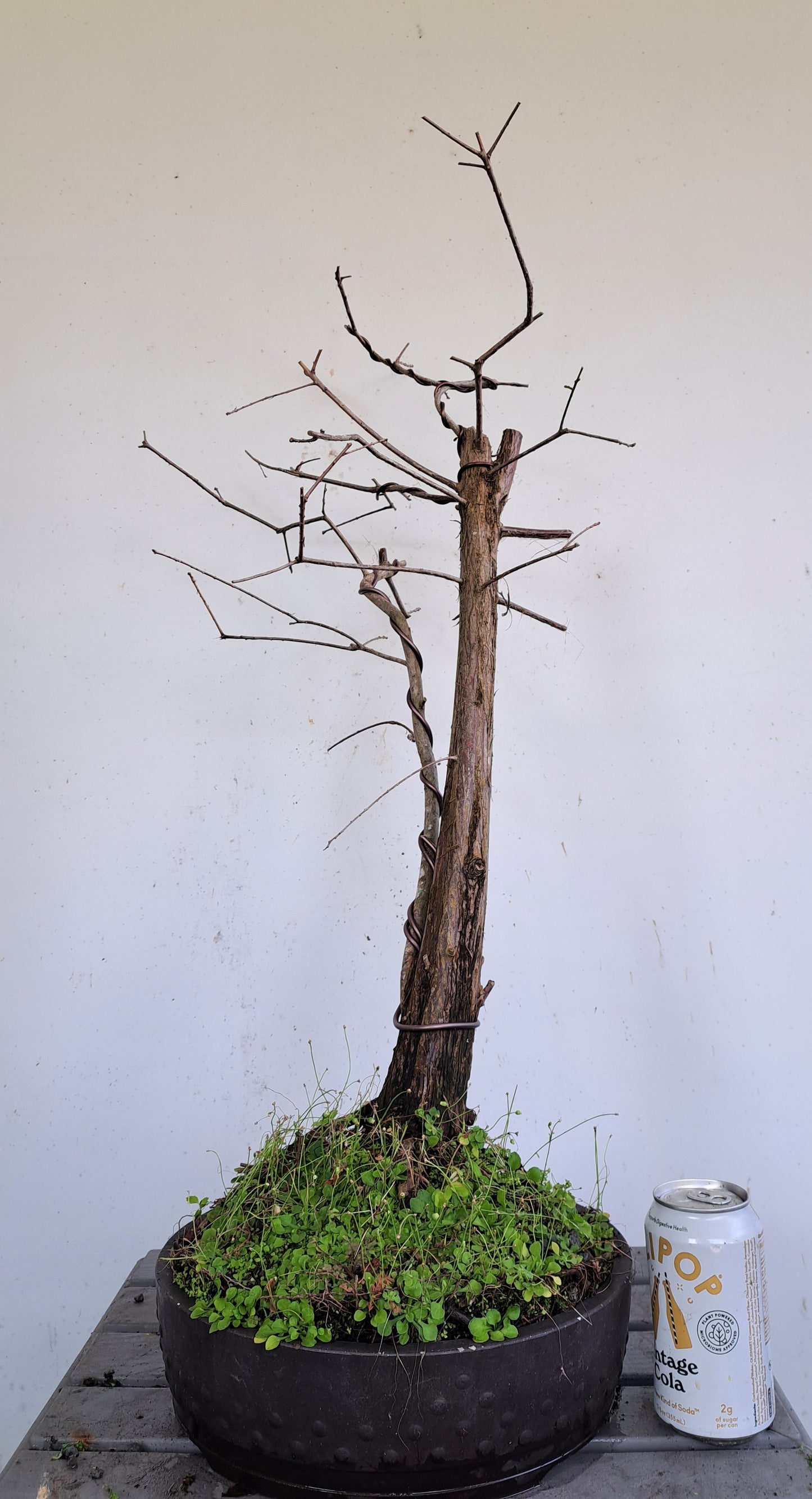 Bald Cyress Bonsai - 12 inch Mica pot