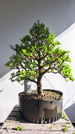 Dwarf Jade (Port Afra)