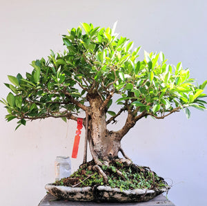 Ficus Microcarpa Specimen Bonsai - 13 Inch concrete slab