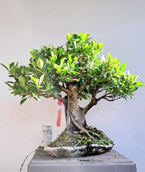 Ficus Microcarpa Specimen Bonsai - 13 Inch concrete slab