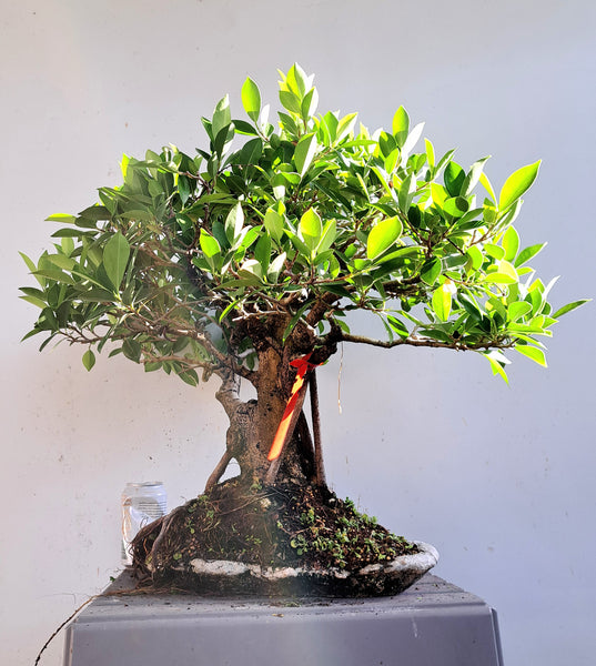 Ficus Microcarpa Specimen Bonsai - 13 Inch concrete slab