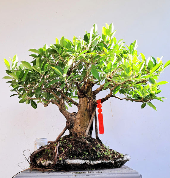 Ficus Microcarpa Specimen Bonsai - 13 Inch concrete slab