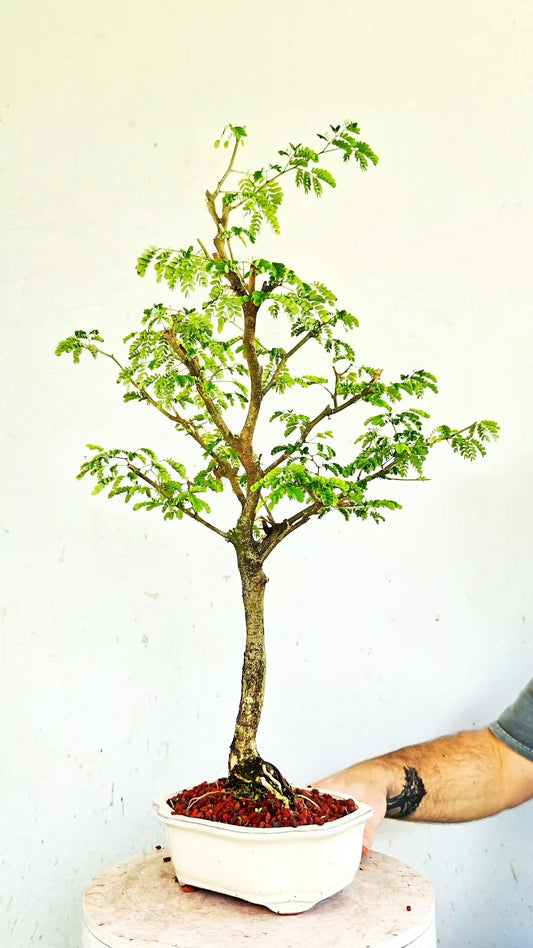 Thorny Brazilian Rain Tree - 8 inch glazed pot