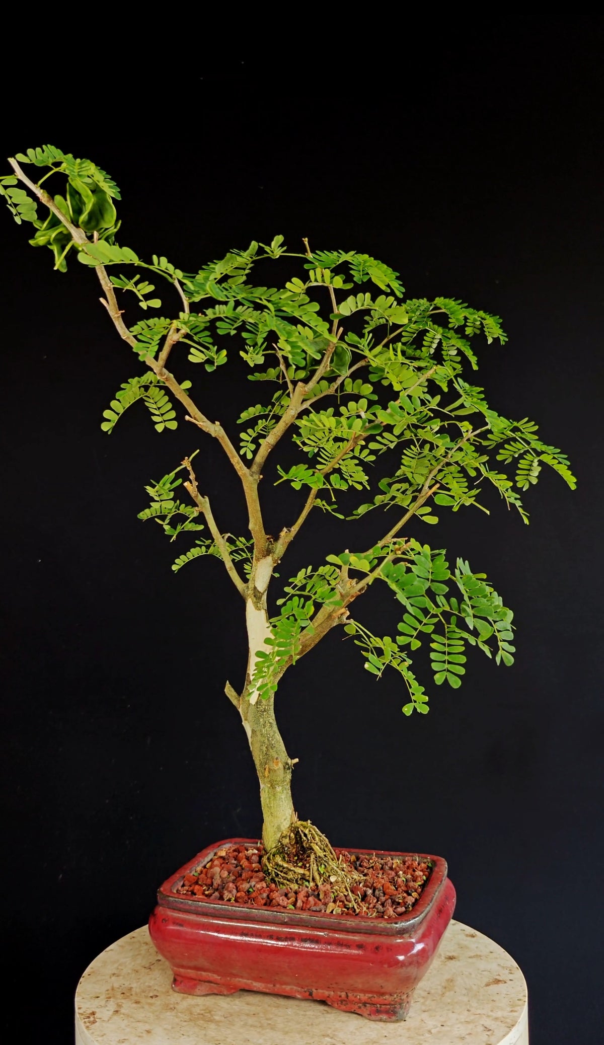 Thornless Flowering Brazilian Rain Tree - 8 Inch Glazed Bonsai Pot