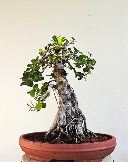 Green Island Ficus - Specimen Bonsai - 13 unglazed inch pot