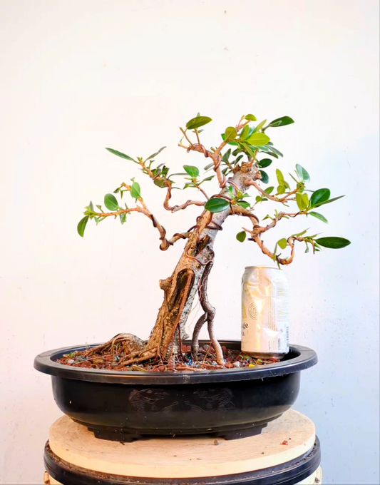 Green Island Ficus - 15 inch plastic pot