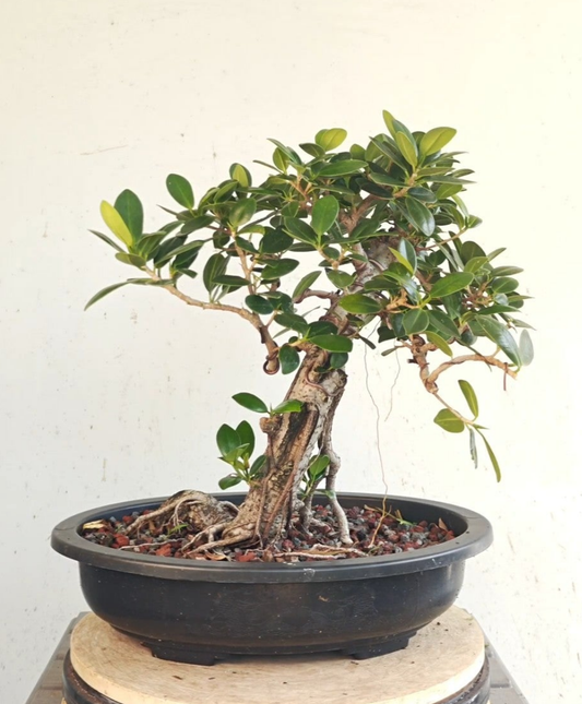Green Island Ficus - 15 inch plastic pot