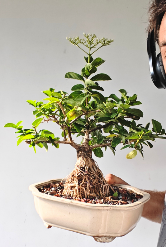Flowering Premna - 10" Glazed Pot