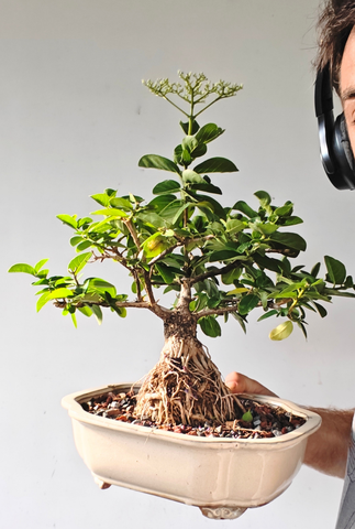 Flowering Premna - 10" Glazed Pot