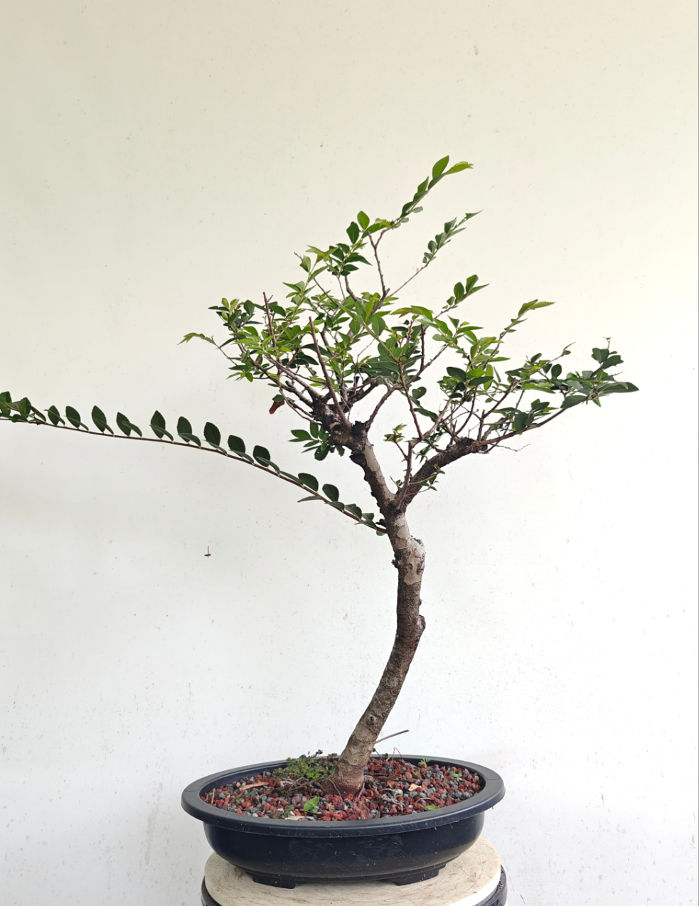 Lacebark Chinese Elm Bonsai - 15 inch Plastic Pot