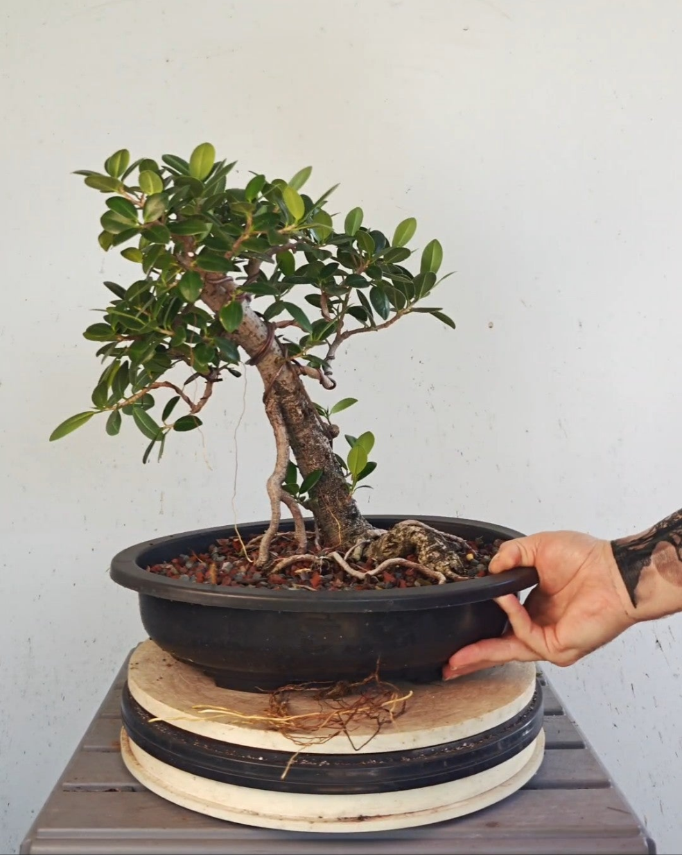 Green Island Ficus - 15 inch plastic pot