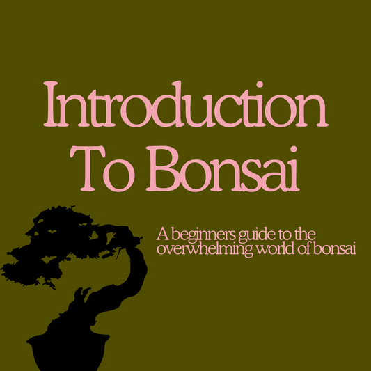 EARLY ACCESS Introduction To Bonsai - A Beginner's Guide To The Overwhelming World Of Bonsai