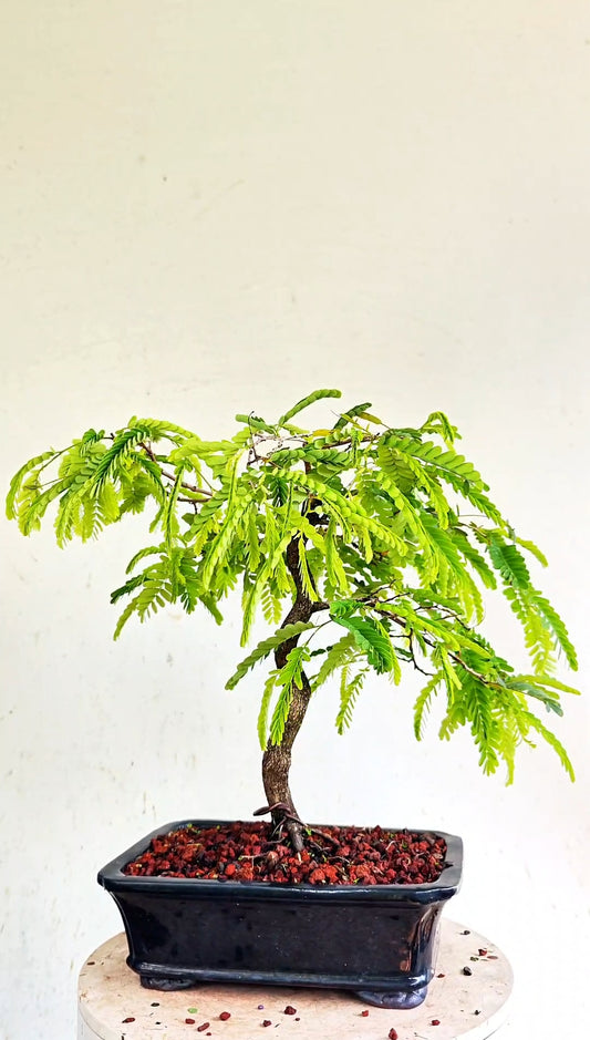 Tamarind Bonsai - 8 inch glazed pot