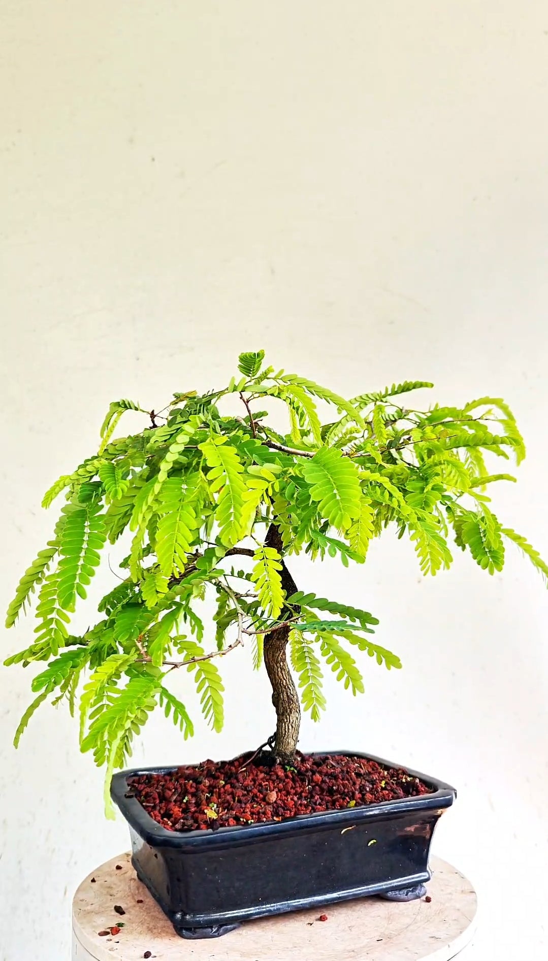 Tamarind Bonsai - 8 inch glazed pot