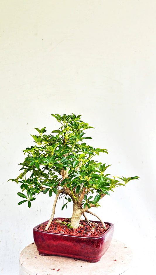 Dwarf Umbrella/Schefflera Bonsai - 6 inch glazed pot