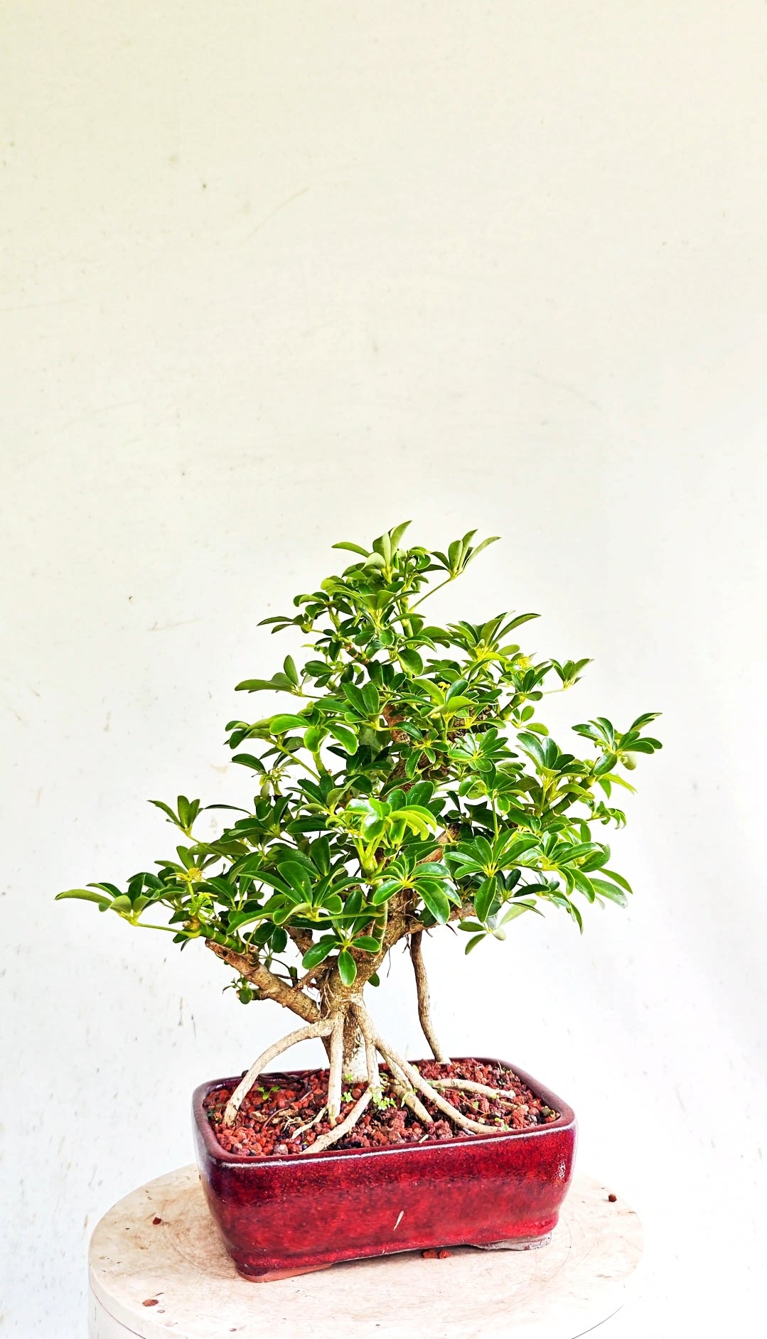 Dwarf Umbrella/Schefflera Bonsai - 6 inch glazed pot