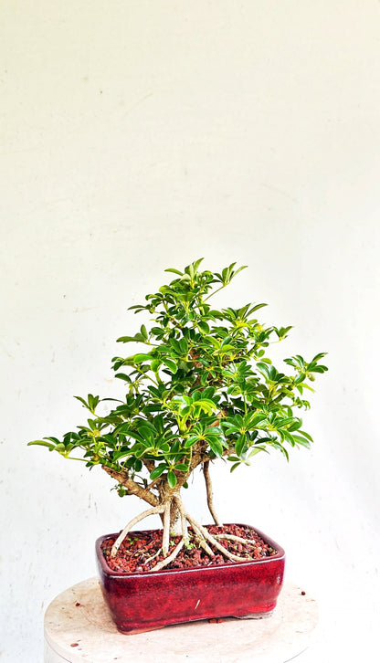 Dwarf Umbrella/Schefflera Bonsai - 6 inch glazed pot