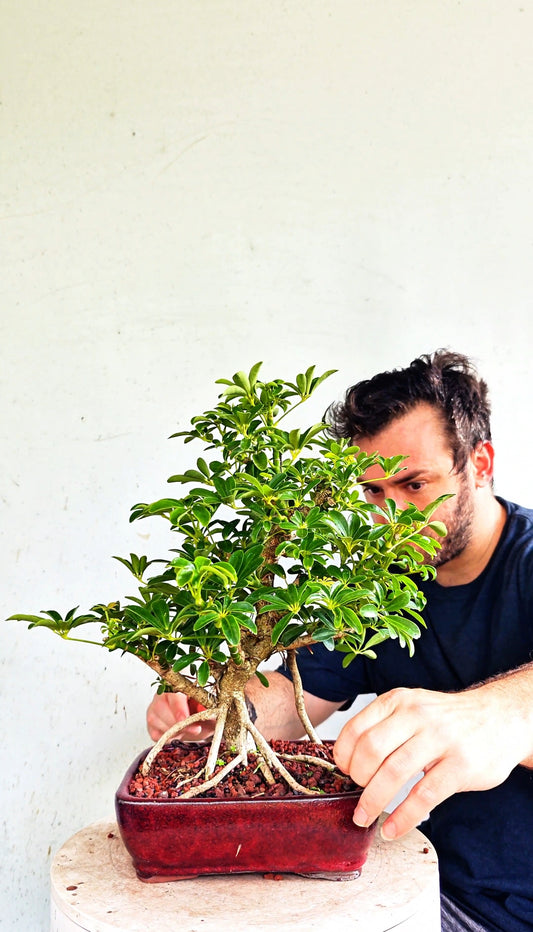 Dwarf Umbrella/Schefflera Bonsai - 6 inch glazed pot