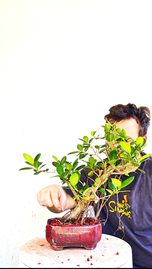 Green Island Ficus - 6 inch Glazed Rectangle