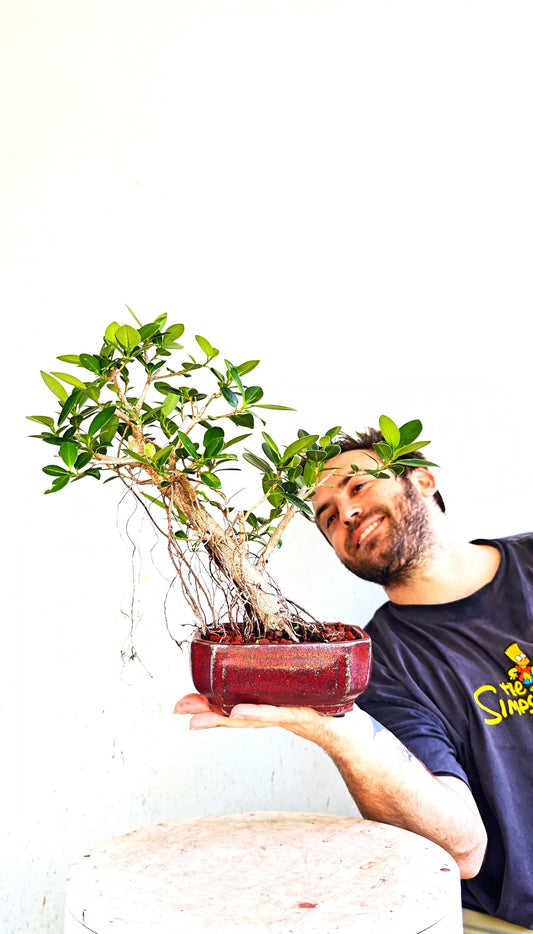 Green Island Ficus - 6 inch Glazed Rectangle