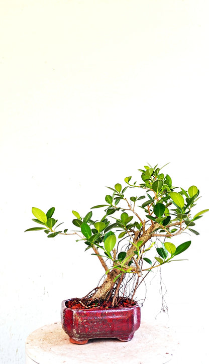 Green Island Ficus - 6 inch Glazed Rectangle