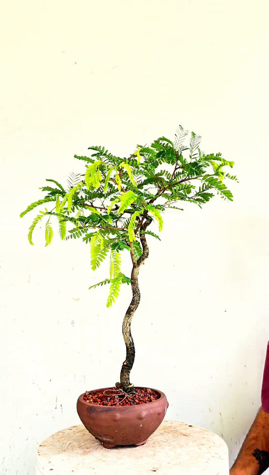 Tamarind Bonsai - 6 inch unglazed pot