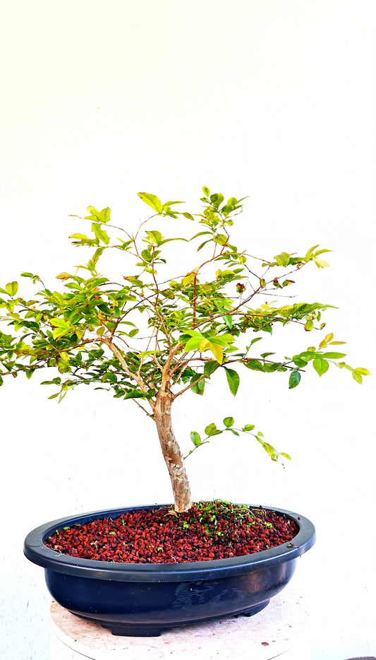 Jaboticaba - 15 Inch Plastic Bonsai Pot