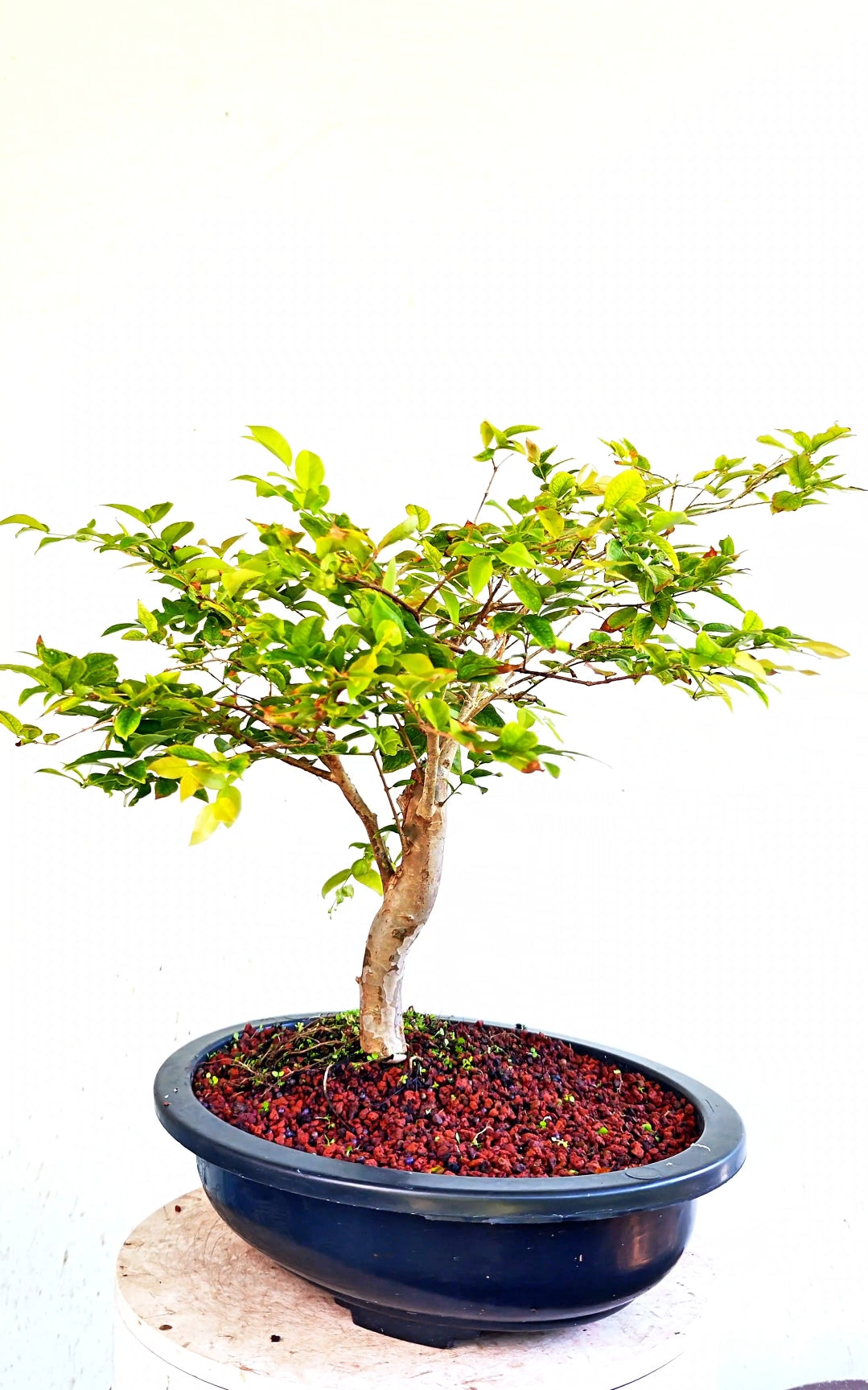 Jaboticaba - 15 Inch Plastic Bonsai Pot