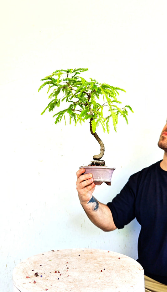 Tamarind Specimen Bonsai - 5 Inch Glazed Lavender Bonsai Pot