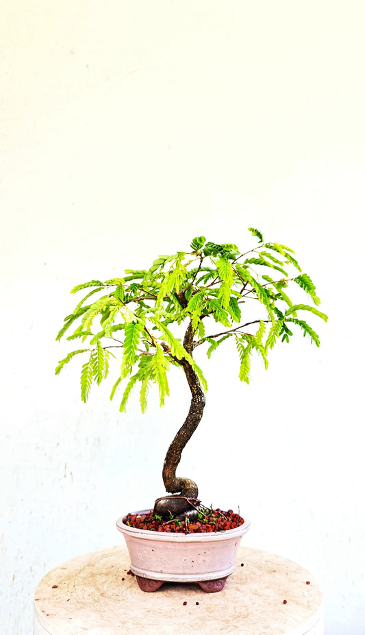 Tamarind Specimen Bonsai - 5 Inch Glazed Lavender Bonsai Pot