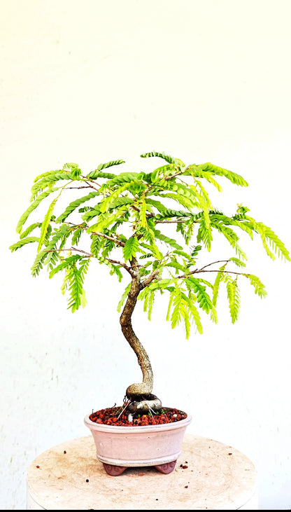 Tamarind Specimen Bonsai - 5 Inch Glazed Lavender Bonsai Pot