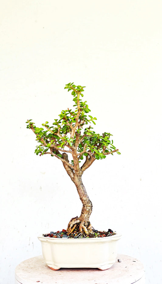 Dwarf Jade  - 8 Inch Glazed Bonsai Pot
