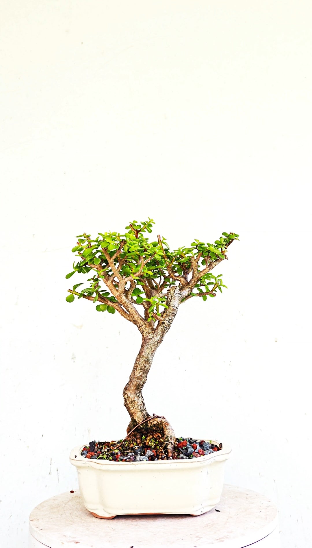 Dwarf Jade  - 8 Inch Glazed Bonsai Pot