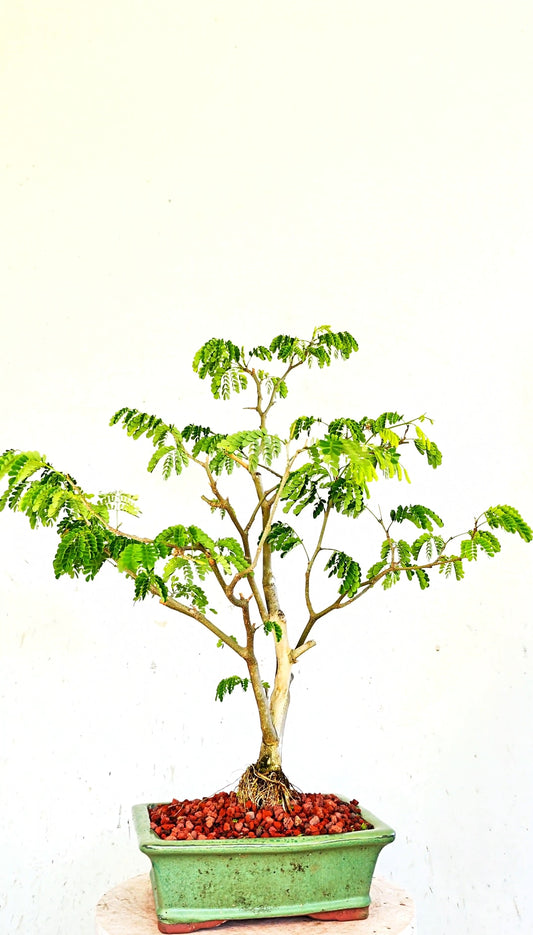 Thornless Flowering Brazilian Rain Tree - 8 Inch Glazed Bonsai Pot