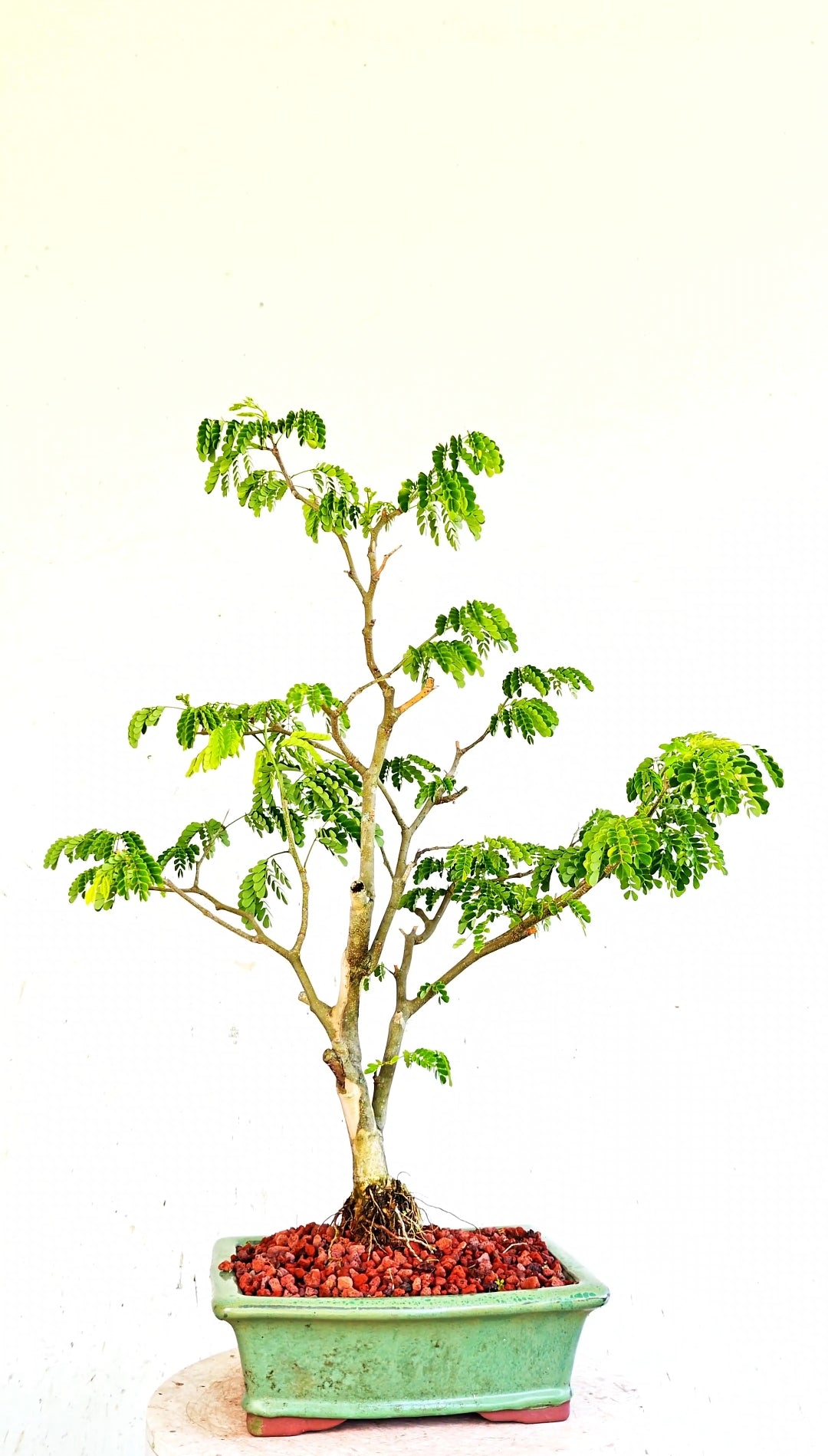 Thornless Flowering Brazilian Rain Tree - 8 Inch Glazed Bonsai Pot