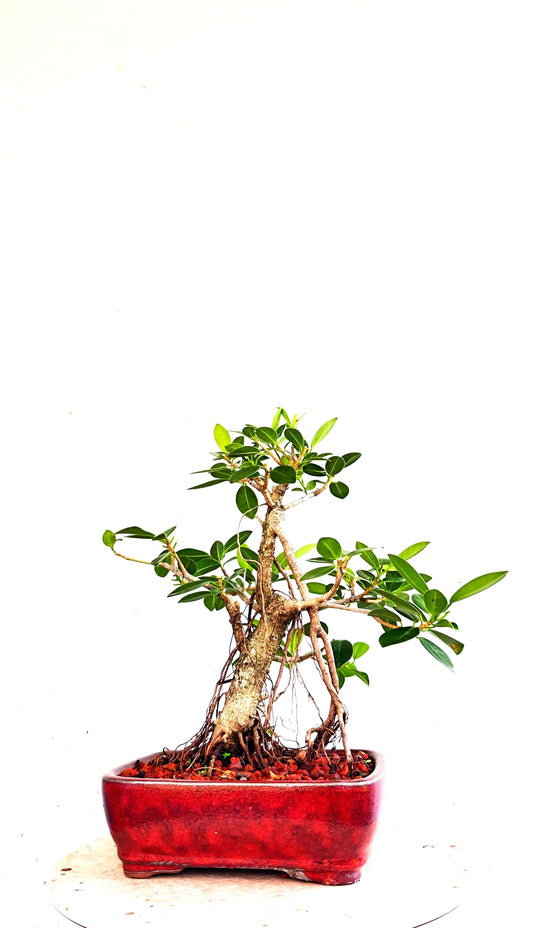Green Island Ficus - 6 inch Glazed Rectangle