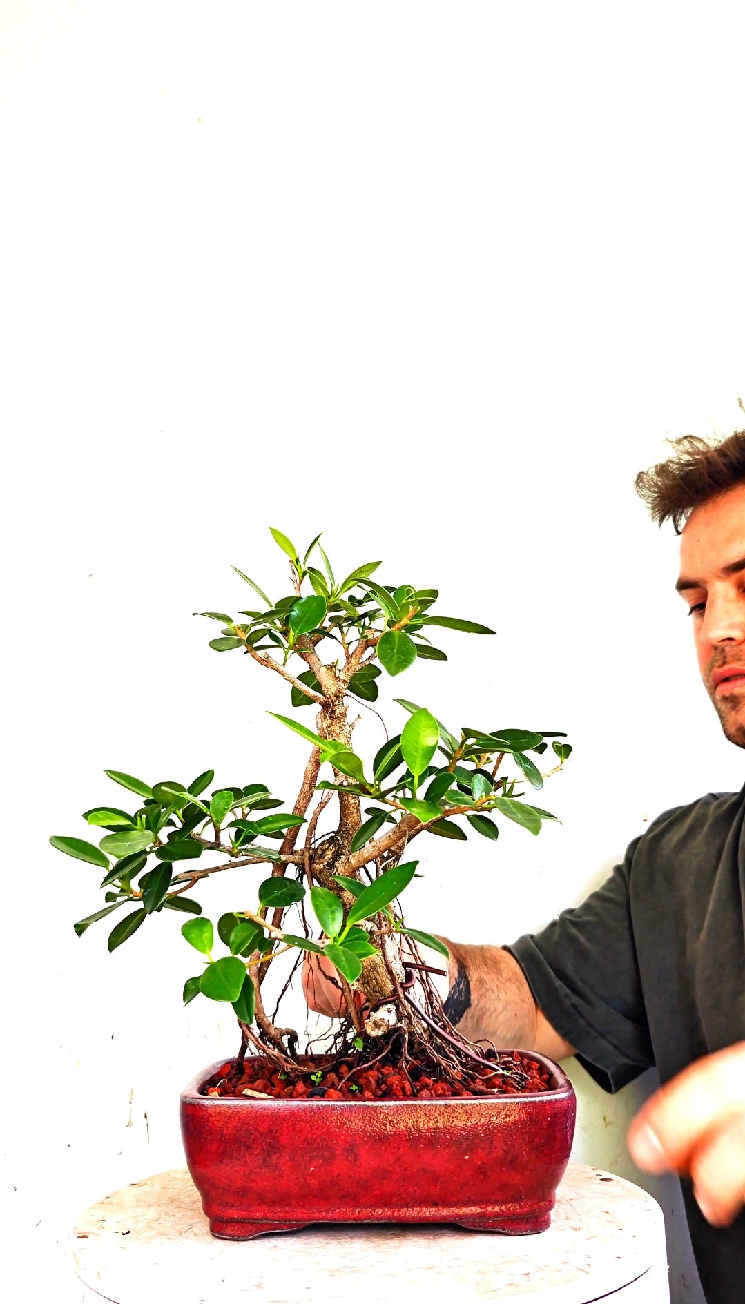 Green Island Ficus - 6 inch Glazed Rectangle