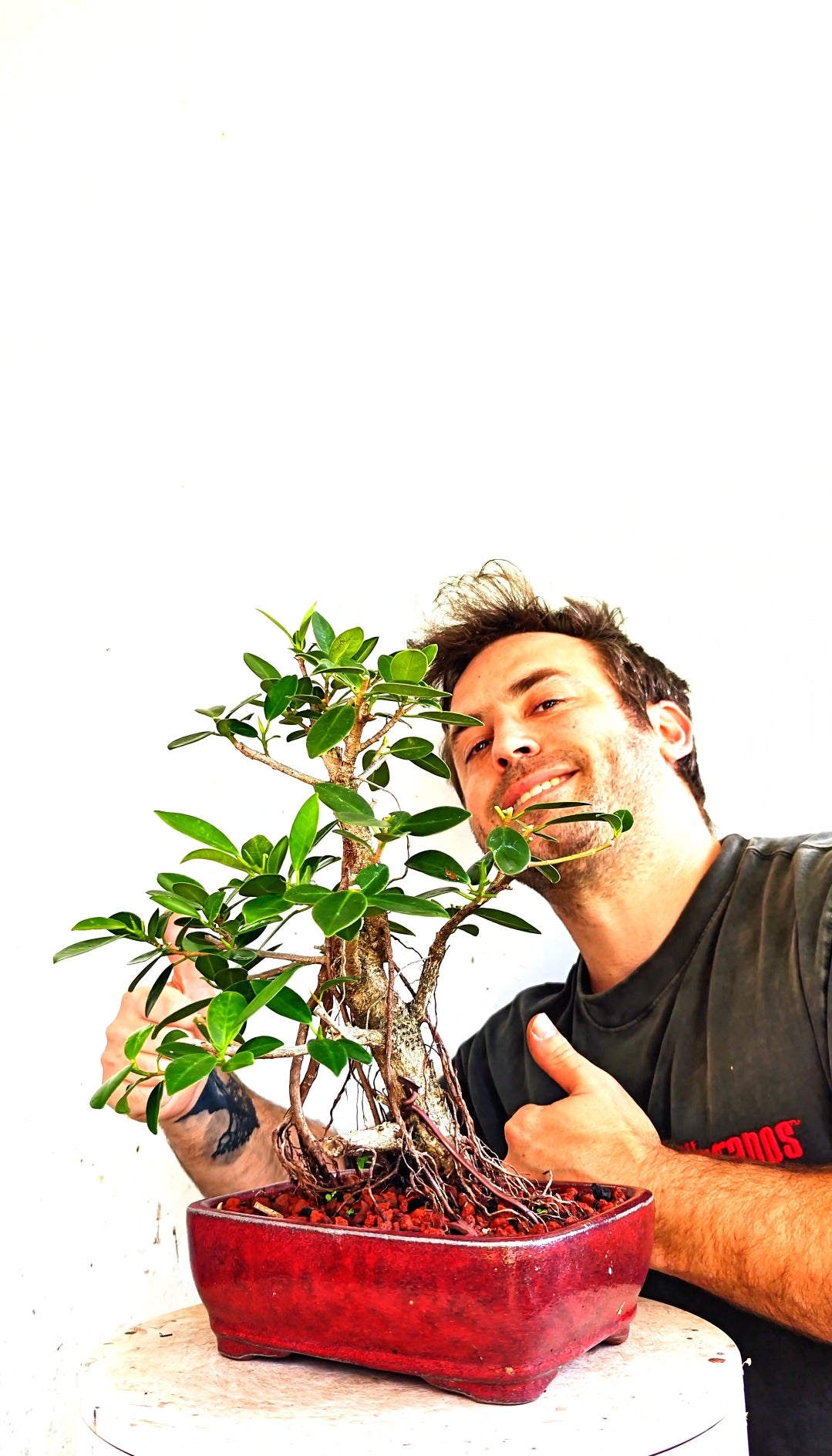Green Island Ficus - 6 inch Glazed Rectangle