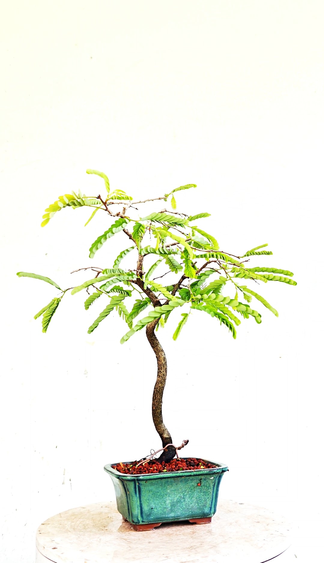 Tamarind Bonsai - 5 Inch Glazed Bonsai Pot