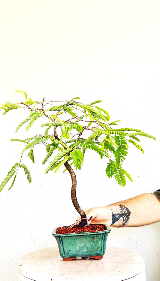 Tamarind Bonsai - 5 Inch Glazed Bonsai Pot