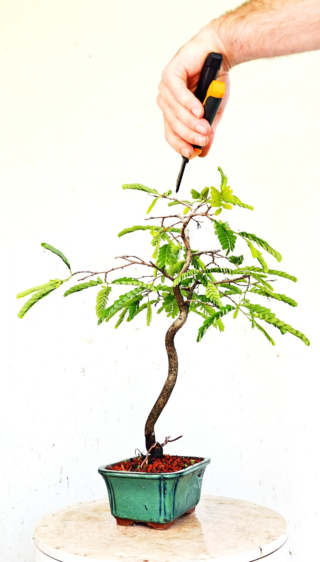 Tamarind Bonsai - 5 Inch Glazed Bonsai Pot